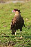 Crested Caracaraborder=